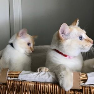 Meet your Posher, Barney